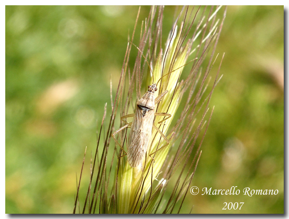 Nabis pseudoferus ibericus (Nabidae) sulle Madonie